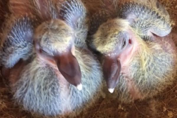 幼鸽多少天下窝好,破壳25天左右下窝最好