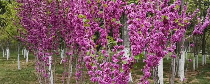 紫荆树的特征介绍