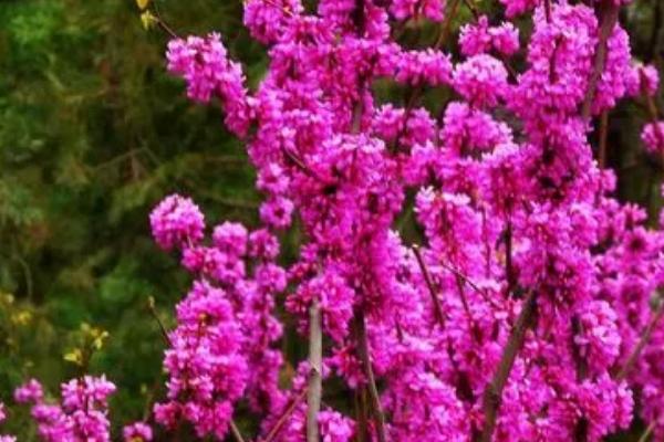 紫荆树的特征介绍,植株为灌木、叶片近圆形或三角状圆形