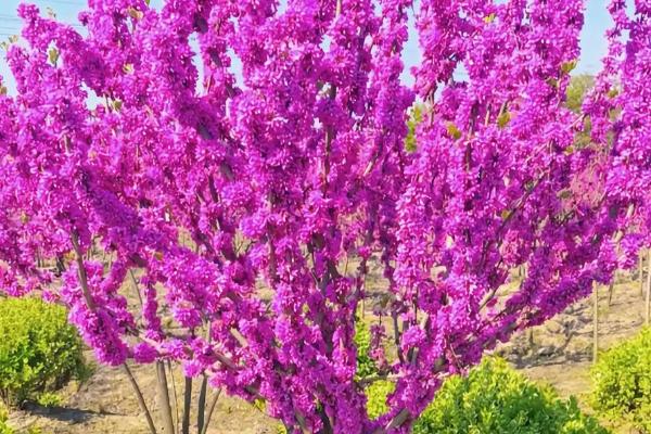 紫荆树的特征介绍,植株为灌木、叶片近圆形或三角状圆形