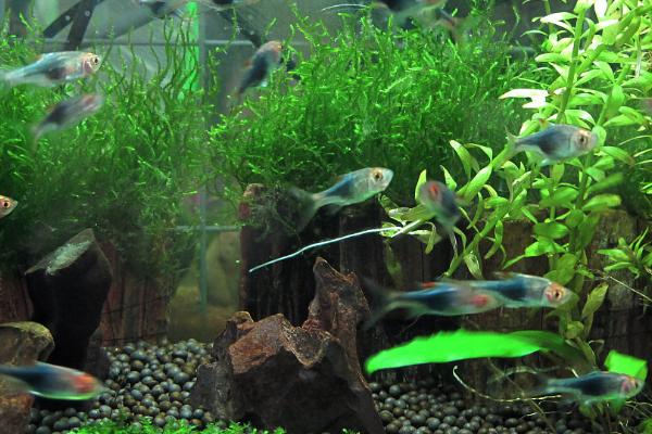 热带鱼会不会吃同类,体型大的鱼类会吞食小鱼