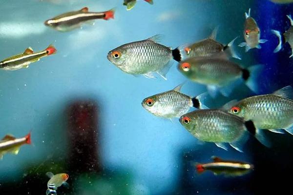 热带鱼会不会吃同类,体型大的鱼类会吞食小鱼