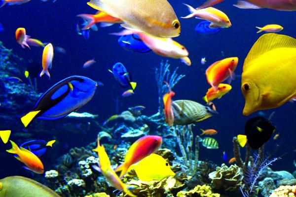 热带鱼会不会吃同类,体型大的鱼类会吞食小鱼