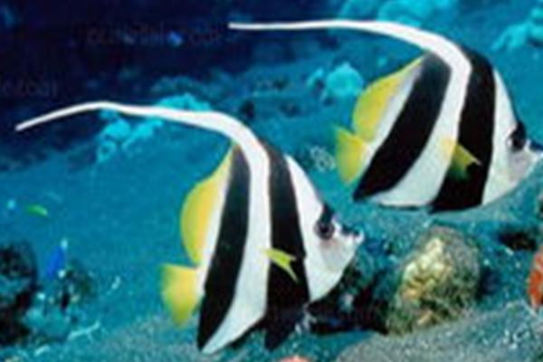 热带鱼会不会吃同类,体型大的鱼类会吞食小鱼