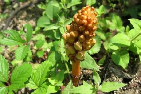 天麻常见虫害怎么防治,需根据害虫类型采取对应措施