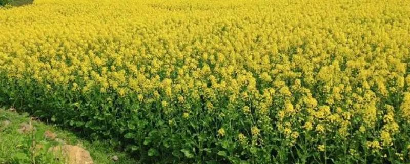 南方油菜种植时间