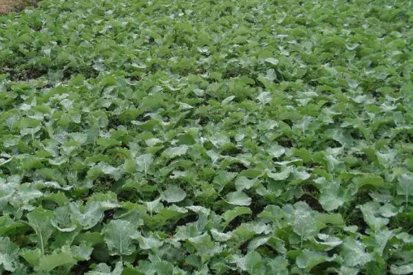 南方油菜的种植时间,每年的9-11月份种植