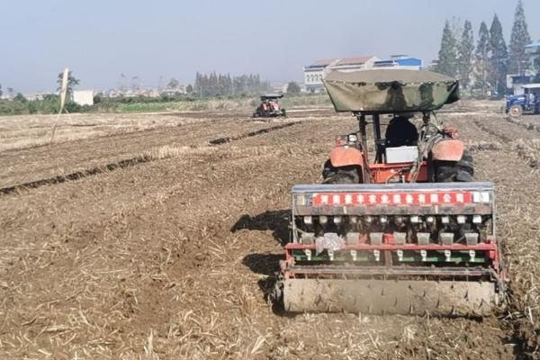 南方油菜的种植时间,每年的9-11月份种植