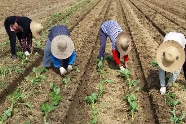 南方油菜的种植时间,每年的9-11月份种植