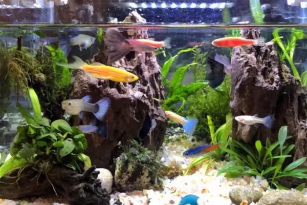 能否直接将硝化细菌胶囊放入鱼缸,打开后可直接放入