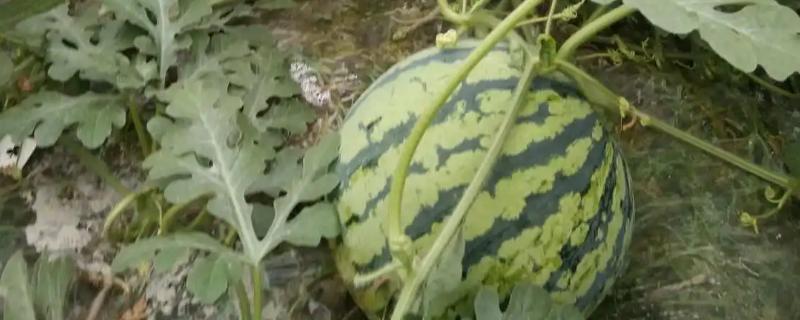 西瓜藤太粗坐不住果如何处理