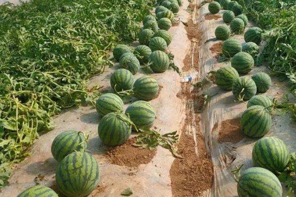 西瓜藤太粗坐不住果如何处理,可增加磷钾肥、减少氮肥用量