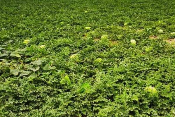 西瓜藤太粗坐不住果如何处理,可增加磷钾肥、减少氮肥用量