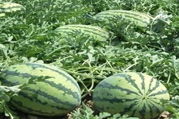 西瓜藤太粗坐不住果如何处理,可增加磷钾肥、减少氮肥用量