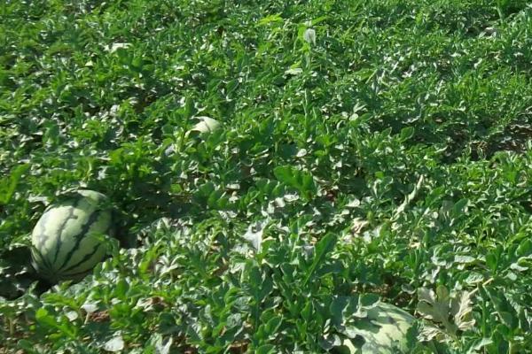 西瓜藤太粗坐不住果如何处理,可增加磷钾肥、减少氮肥用量