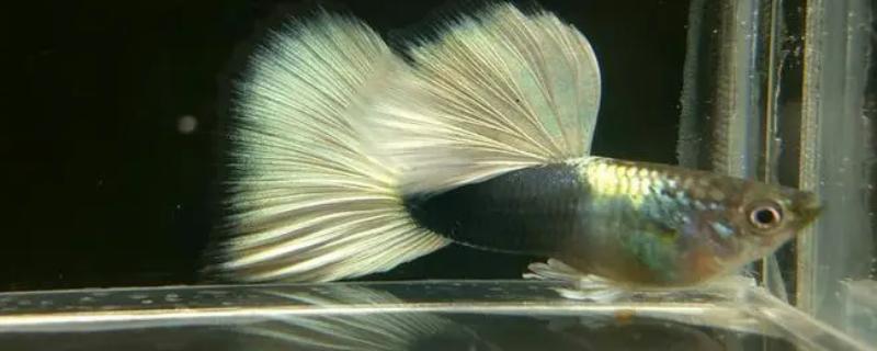 如何养尾巴很大的鱼