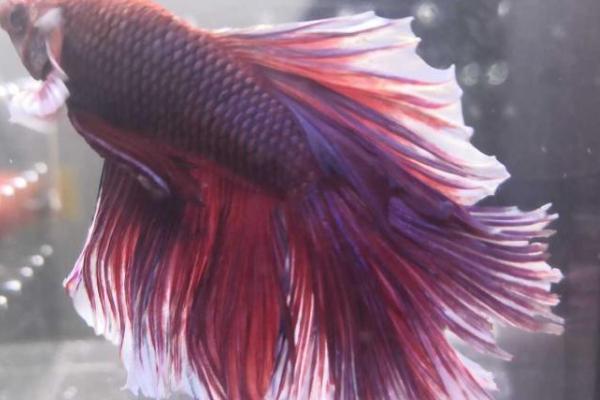 如何养尾巴很大的鱼,需要注意饲养空间和水质