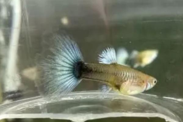 如何养尾巴很大的鱼,需要注意饲养空间和水质