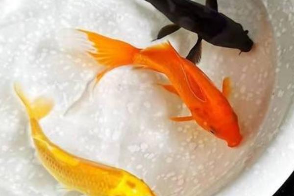 如何养尾巴很大的鱼,需要注意饲养空间和水质