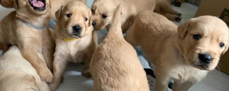 金毛幼犬怎么鉴别是否纯正