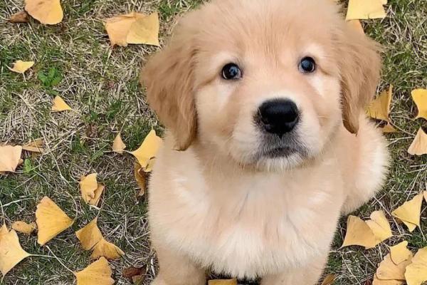 金毛幼犬怎么鉴别是否纯正,纯种金毛的脸部较长、眼睛呈杏仁状