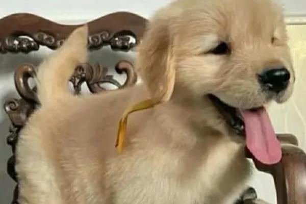 金毛幼犬怎么鉴别是否纯正,纯种金毛的脸部较长、眼睛呈杏仁状