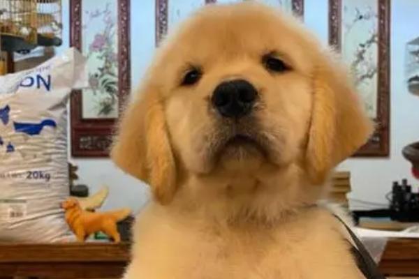 金毛幼犬怎么鉴别是否纯正,纯种金毛的脸部较长、眼睛呈杏仁状