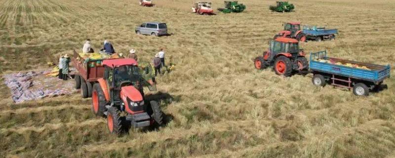 如何收获牧草种子