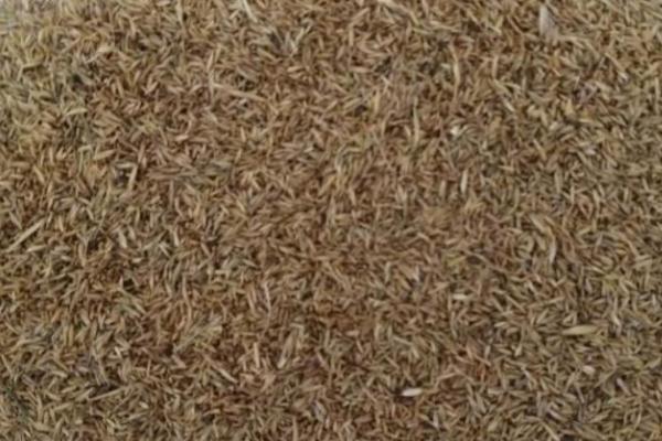 如何收获牧草种子,先将牧草割倒、晾晒一段时间后再捡拾脱粒