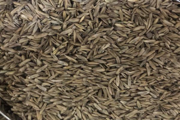 如何收获牧草种子,先将牧草割倒、晾晒一段时间后再捡拾脱粒