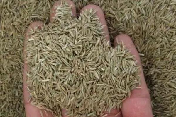 如何收获牧草种子,先将牧草割倒、晾晒一段时间后再捡拾脱粒