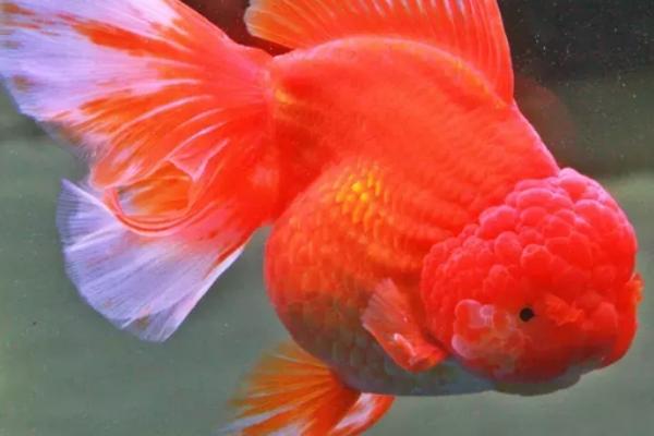 金鱼吃什么,动物性、植物性及合成饲料都吃