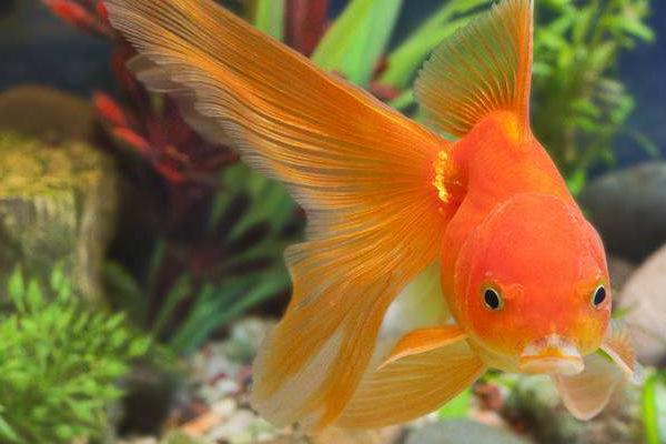 金鱼吃什么,动物性、植物性及合成饲料都吃
