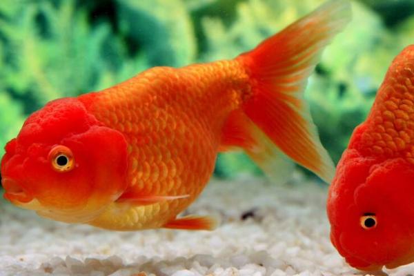 金鱼吃什么,动物性、植物性及合成饲料都吃