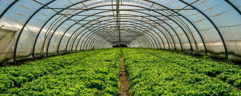 怎么判断大棚蔬菜是否要浇水