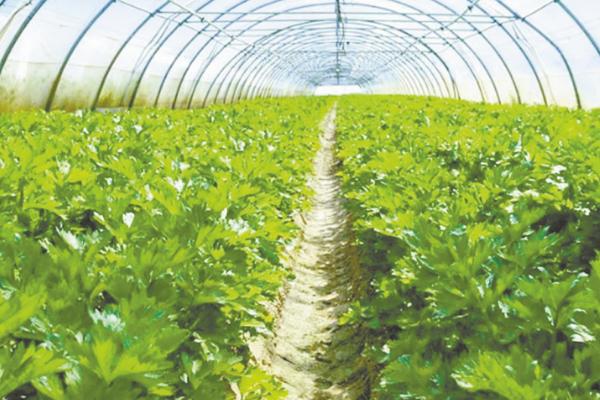 怎么判断大棚蔬菜是否要浇水,抓取土壤不成团、即表示要浇水