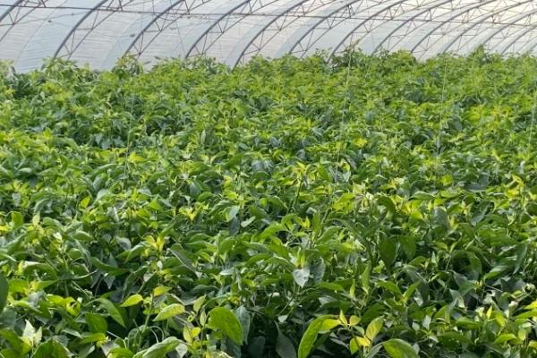 怎么判断大棚蔬菜是否要浇水,抓取土壤不成团、即表示要浇水