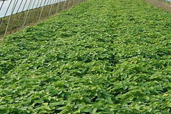 怎么判断大棚蔬菜是否要浇水,抓取土壤不成团、即表示要浇水