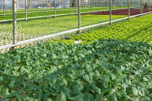 怎么判断大棚蔬菜是否要浇水,抓取土壤不成团、即表示要浇水