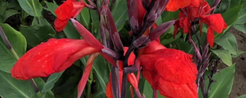 大花美人蕉的开花时间