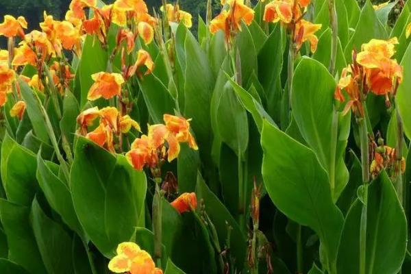 大花美人蕉的开花时间,一般为6-10月份