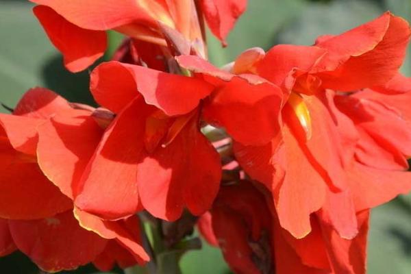 大花美人蕉的开花时间,一般为6-10月份