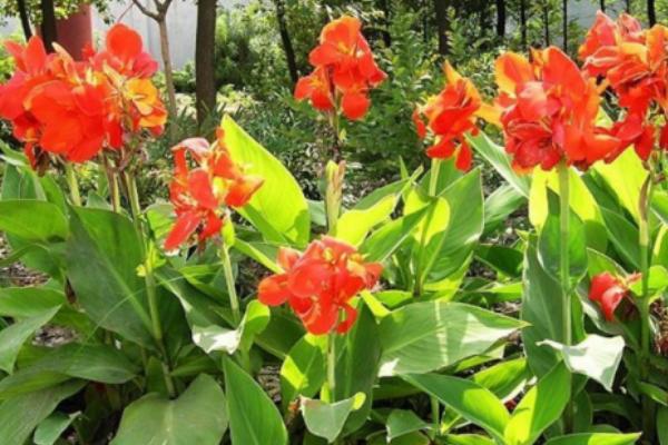 大花美人蕉的开花时间,一般为6-10月份