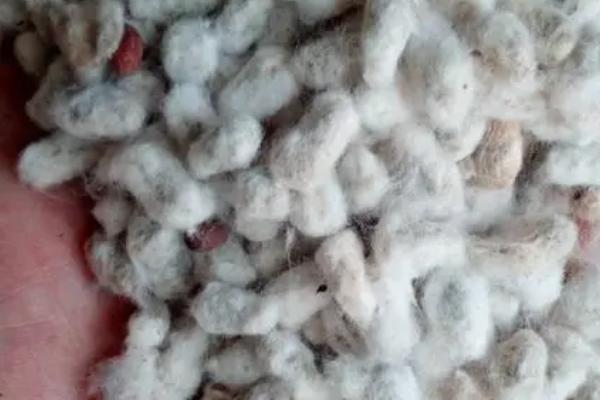 哪些棉籽不宜留种,感病、退化、储存时间过长的棉籽均不宜留种