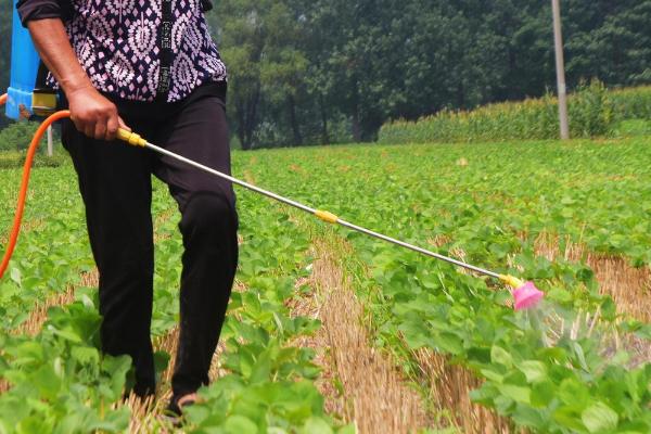 怎么对大豆施肥,肥料要深施、与土壤混合于耕层