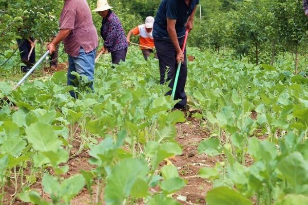 怎么对大豆施肥,肥料要深施、与土壤混合于耕层
