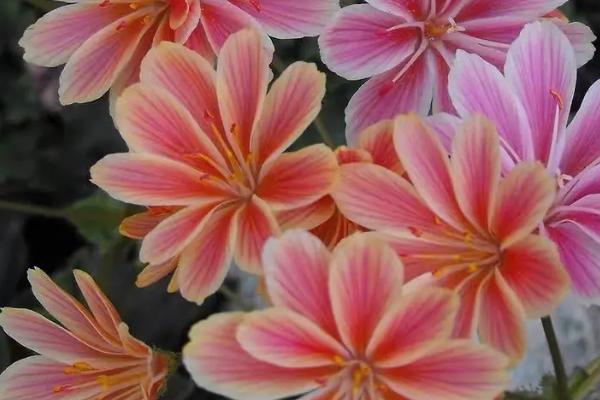 露薇花有毒吗,没毒适合室内栽培