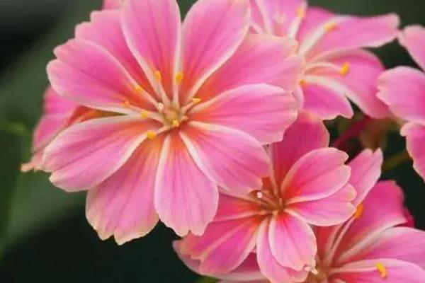 露薇花有毒吗,没毒适合室内栽培