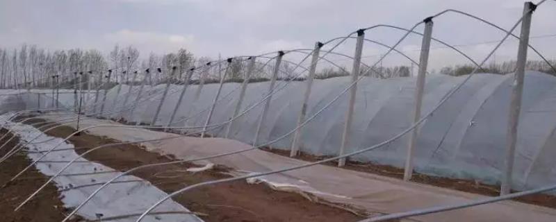 大棚防风害措施