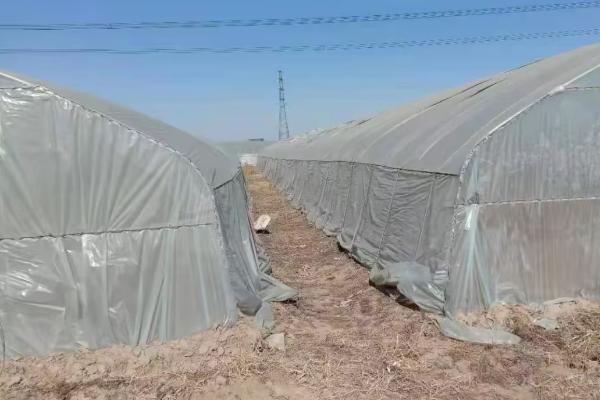大棚防风害措施,提前对棚面覆盖物进行压实